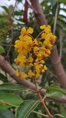 Byrsonima crassifolia