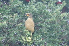 Turdus falcklandii