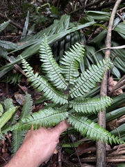 Adiantum tetraphyllum