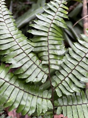 Adiantum tetraphyllum
