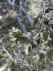Diospyros sandwicensis