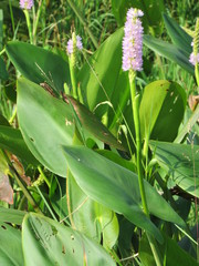 Pontederia sagittata