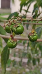 Byrsonima crassifolia