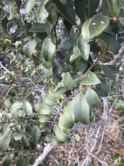 Diospyros sandwicensis
