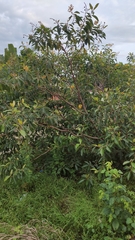 Byrsonima crassifolia