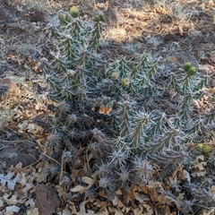 Cylindropuntia whipplei