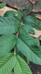 Psidium guajava