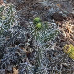 Cylindropuntia whipplei