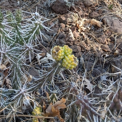 Cylindropuntia whipplei