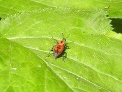 Rhodobaenus tredecimpunctatus