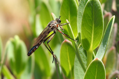 Neosaropogon