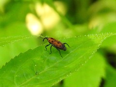 Rhodobaenus tredecimpunctatus