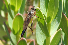 Neosaropogon