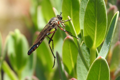 Neosaropogon