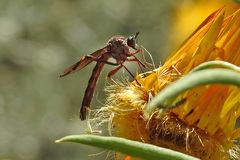 Neosaropogon