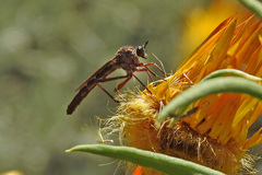 Neosaropogon