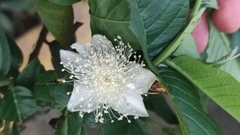 Psidium guajava
