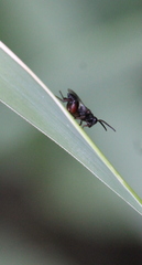 Brachymeria podagrica