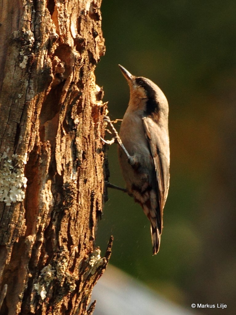 栗臀䴓 (怒江常见生物) · iNaturalist