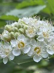 Physocarpus malvaceus