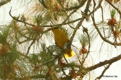 Oriolus tenuirostris