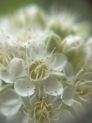 Physocarpus malvaceus