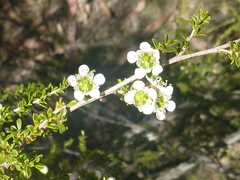 Leptospermum gregarium
