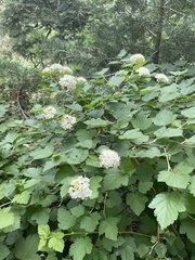 Physocarpus malvaceus