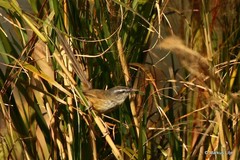 Prinia superciliaris