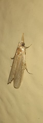 Limnaecia phragmitella