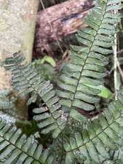 Adiantum tetraphyllum