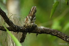 Batrachostomus hodgsoni