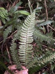Adiantum tetraphyllum