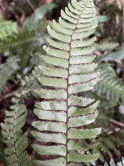 Adiantum tetraphyllum