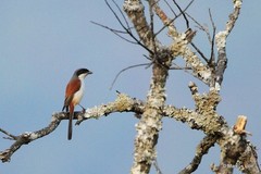 Lanius collurioides