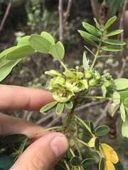 Senna gaudichaudii