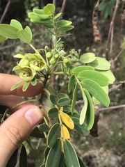 Senna gaudichaudii