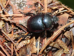 Phelotrupes auratus