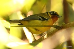 Pteruthius melanotis