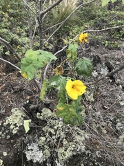 Hibiscus brackenridgei