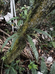 Blechnum fragile