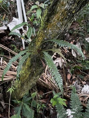 Blechnum fragile