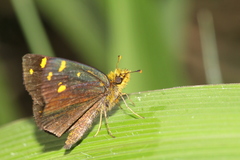 Metisella