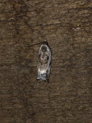 Acleris nivisellana