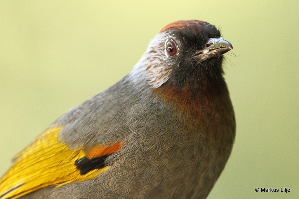 Silver-eared Laughingthrush (Trochalopteron melanostigma) photo