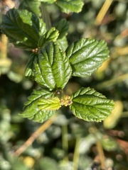 Ceanothus oliganthus