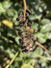Ceanothus oliganthus