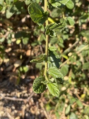 Ceanothus oliganthus