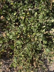 Ceanothus oliganthus