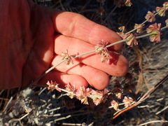 Eriogonum saxatile